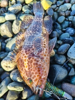 オオモンハタの釣果