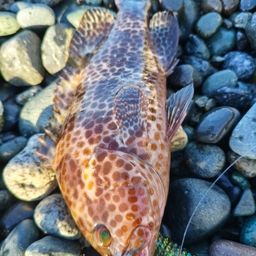 オオモンハタ