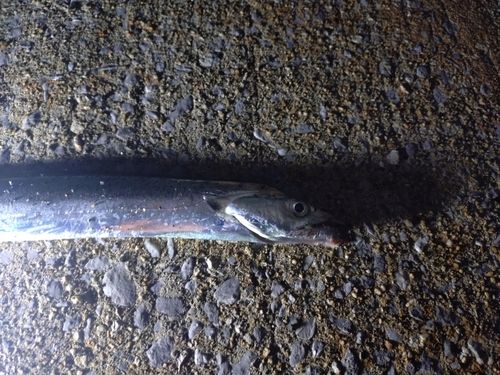 タチウオの釣果