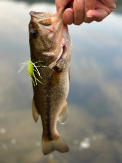 ラージマウスバスの釣果