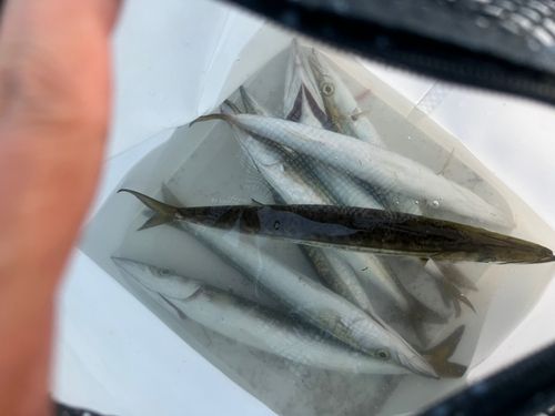 カマスの釣果