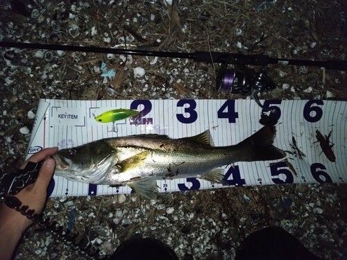 シーバスの釣果