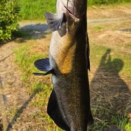 アメリカンキャットフィッシュ