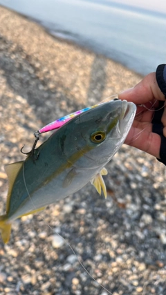 ワカシの釣果