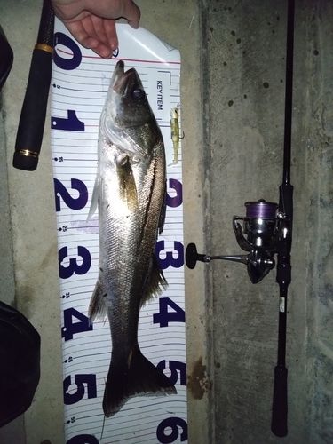 シーバスの釣果
