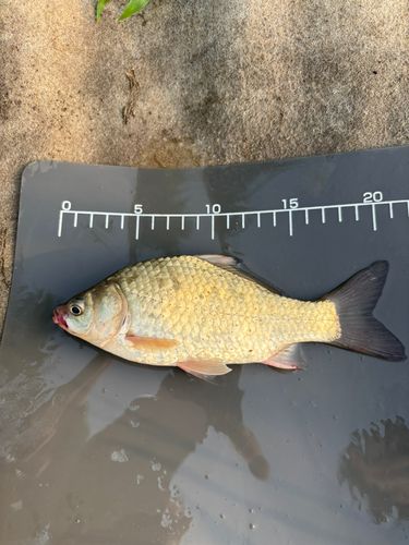 ヘラブナの釣果