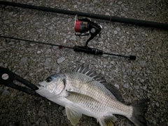 キビレの釣果