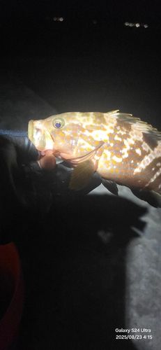 キジハタの釣果