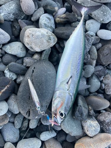 マルソウダの釣果