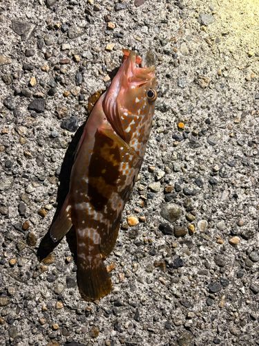 キジハタの釣果