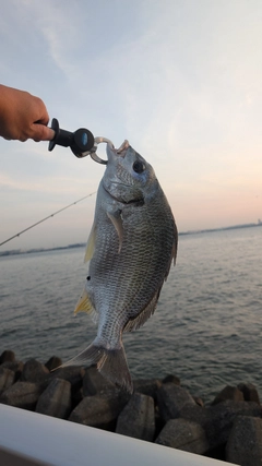 キビレの釣果