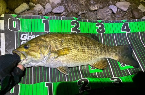 スモールマウスバスの釣果