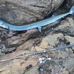 フッコ（ヒラスズキ）