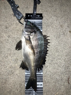 クロダイの釣果