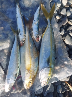 ショゴの釣果