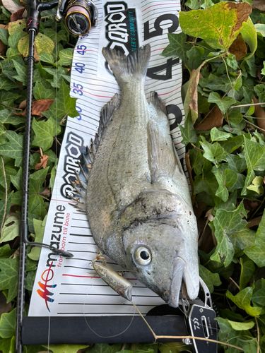 チヌの釣果