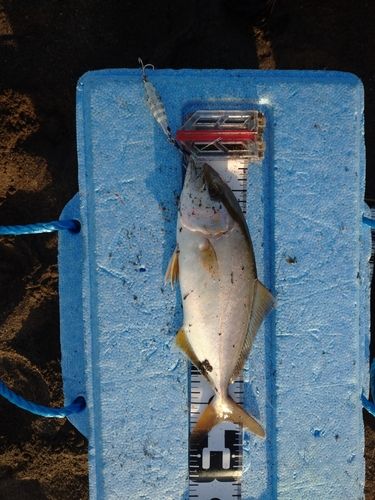 ショゴの釣果