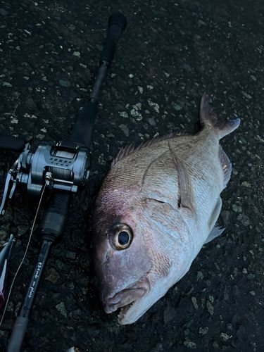マダイの釣果