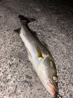 釣果