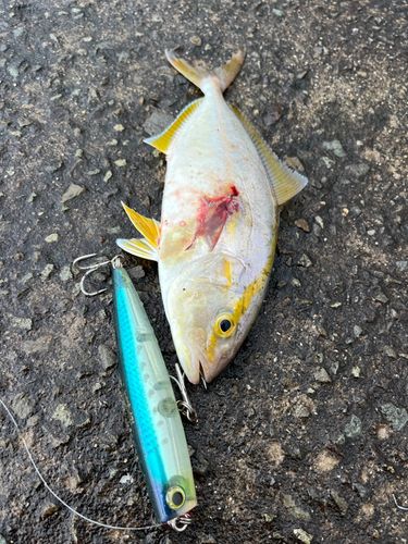 カンパチの釣果