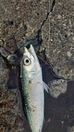 サバの釣果
