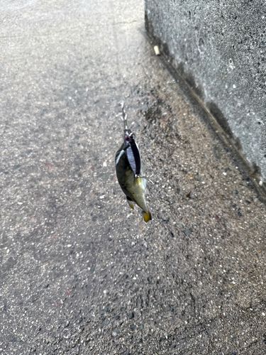 フグの釣果