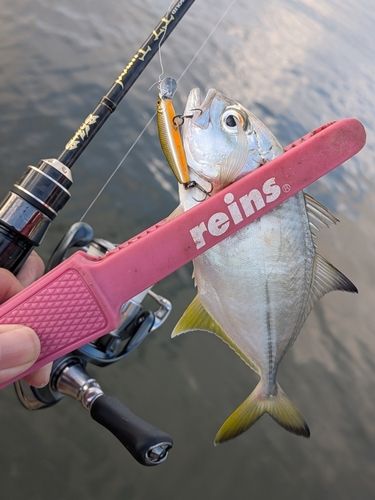 メッキの釣果