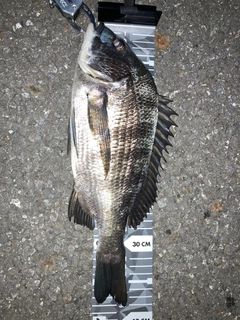 クロダイの釣果