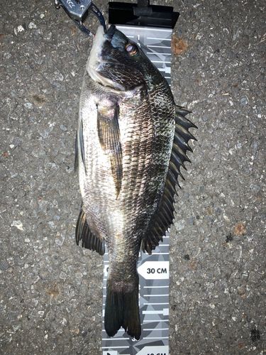 クロダイの釣果