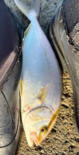 ショゴの釣果