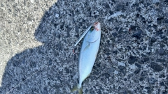 フクラギの釣果