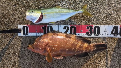 キジハタの釣果