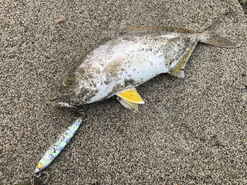 ショゴの釣果