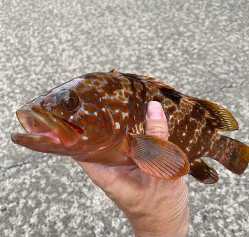 アコウの釣果