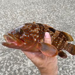 アコウ