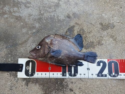 ヒゲダイの釣果