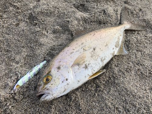 ショゴの釣果