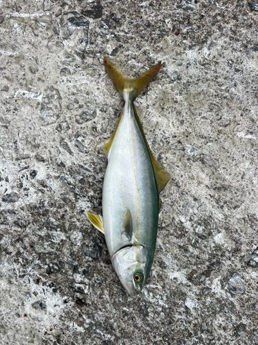 ワカシの釣果