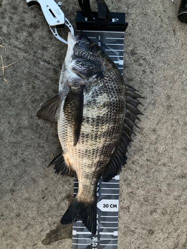 クロダイの釣果