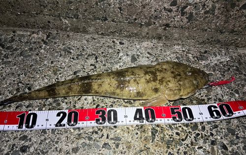 マゴチの釣果