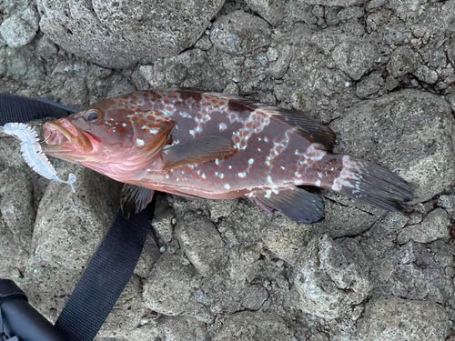 キジハタの釣果