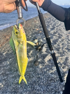 シイラの釣果