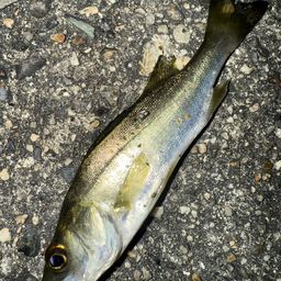 セイゴ（タイリクスズキ）