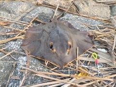 アカエイの釣果