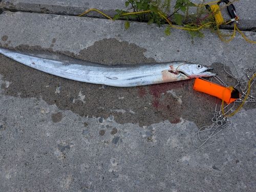 タチウオの釣果