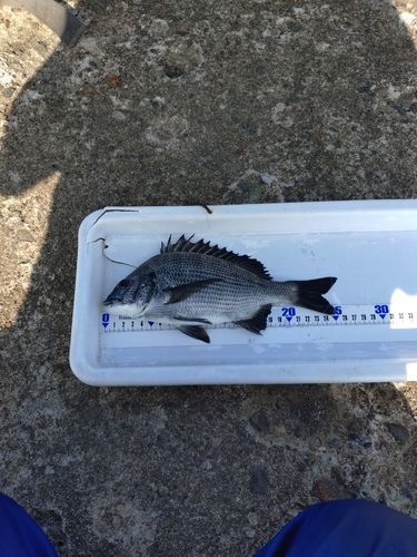 クロダイの釣果