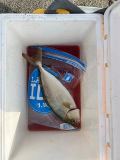 ショゴの釣果