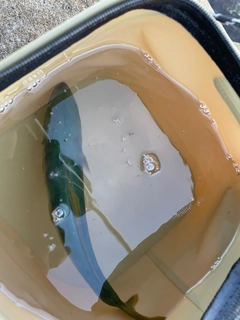 ワカシの釣果