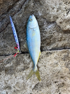 ツバスの釣果