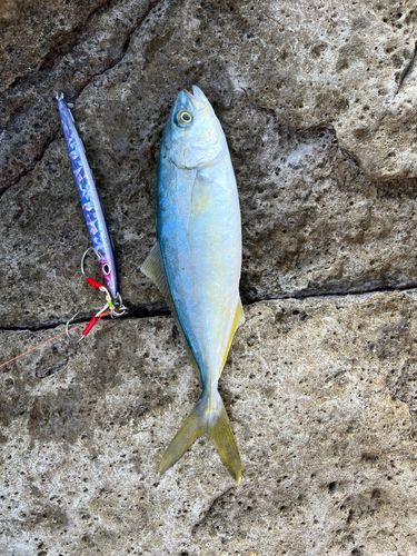 ツバスの釣果